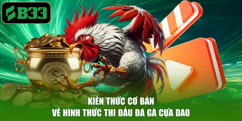 Kiến thức cơ bản về hình thức thi đấu đá gà cựa dao